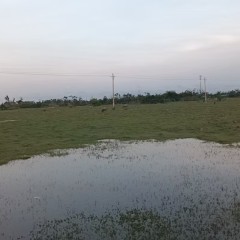 省直辖县文昌市锦山镇坑口村根竹上组股份经济合作社101.0225亩农田出租