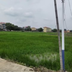 丰城市袁渡镇王洲村委会水田