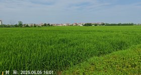 丰城市拖船镇源汊村委会水田