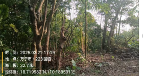 海南省直辖县万宁市海胶集团新中分公司南林片区常青队65.9亩胶园林下土地出租
