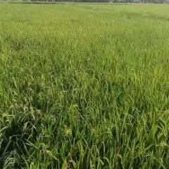 丰城市张巷镇前村村委会水田