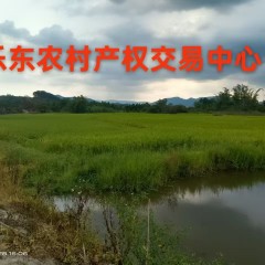 乐东黎族自治县志仲镇保脱村委会那场地块6.64亩耕地出租