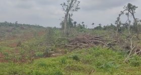 海南海口市琼山区金鸡岭分公司红明片原24队188亩土地出租