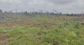 海南海口市琼山区金鸡岭分公司红明片原25队35亩土地出租