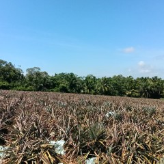 琼海市潭门镇北埇村委会下排村后山园坡地7亩土地出租