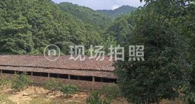 丰城市蕉坑乡坪上村委会南元坑林场林木