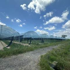 海南省直辖县定安县定城镇潭榄洋蔬菜大棚基地28.79亩种植棚出租