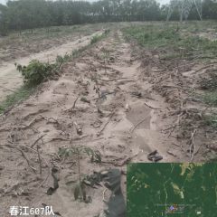 海南儋州市海胶集团八一分公司春江607队133.9亩胶园林下土地出租