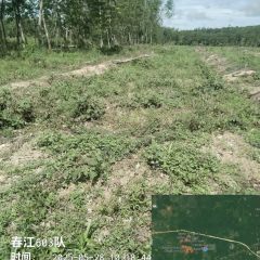 海南儋州市海胶集团八一分公司春江603队301.9亩胶园林下土地出租