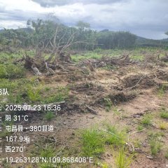 海南省直辖县琼中黎族苗族自治县海胶集团阳江分公司新进03队282亩胶园林下农业土地出租
