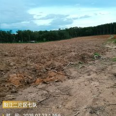 海南省直辖县琼中黎族苗族自治县海胶集团阳江分公司阳江07队299.1亩胶园林下农业土地出租