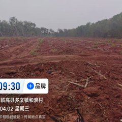 海南省直辖县临高县海胶红华分公司加来片区红侨19队258.5亩胶园林下农业土地出租
