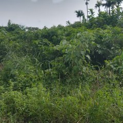 省直辖县琼海市塔洋镇诗书村三合一村小组地块6亩土地出租