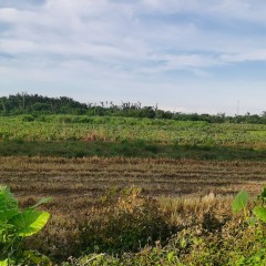 省直辖县澄迈县永发镇后坡村委会30.66亩农用地出租