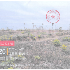 海南省直辖县昌江黎族自治县海胶集团红林分公司红林19队207.34亩胶园林下土地出租