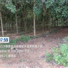 海南省直辖县白沙黎族自治县龙江分公司金波11队30亩胶园林下农业土地出租