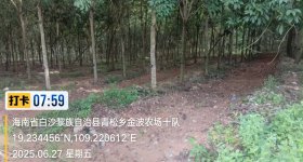 海南省直辖县白沙黎族自治县龙江分公司金波11队30亩胶园林下农业土地出租