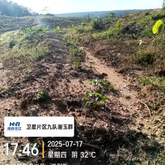 海南省直辖县白沙黎族自治县龙江分公司卫星9队54.07亩胶园林下农业土地出租