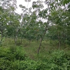 省直辖县澄迈县中兴镇孔水村委会54.45亩土地出租