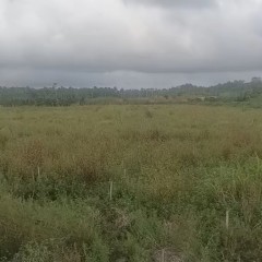 海南省直辖县琼海市潭门镇坡门村17亩坡地出租