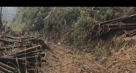 丰城市蕉坑乡坪上村委会水田