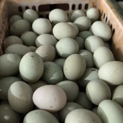 海南省直辖县定安县雷鸣镇海南湖畔云舍食品有限公司33万枚鸭蛋（均重70克）出售