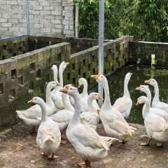 海南省直辖县定安县新竹镇海南永雷农业科技有限公司100只浙东白鹅出售