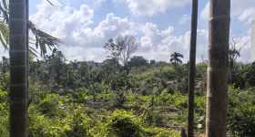 省直辖县屯昌县西昌镇屯城镇海中社区竹头塘村二组40.85亩林地出租(20250001)