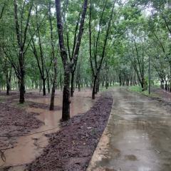 海南省直辖县白沙黎族自治县元门乡青安公司元门1队(原青年农场1队）红旗村委会农村道路改造工程127株生产性生物资产橡胶木材出售