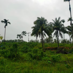 海南省直辖县万宁市桥北村委会香树村小组4.49亩土地出租