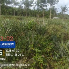 海南省直辖县万宁市海胶东兴分公司牛路田队、红园队、打磉队共计159.59亩橡胶中小苗林下土地出租
