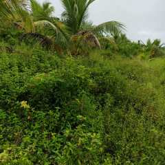 海南省直辖县琼海市海胶集团东太分公司东太4队135.2亩椰子农业土地出租