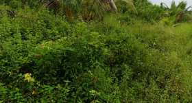 海南省直辖县琼海市海胶集团东太分公司东太4队135.2亩椰子农业土地出租