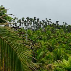 海南省直辖县琼海市海胶集团东太分公司东太4队156.7亩椰子农业土地出租