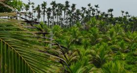 海南省直辖县琼海市海胶集团东太分公司东太4队156.7亩椰子农业土地出租