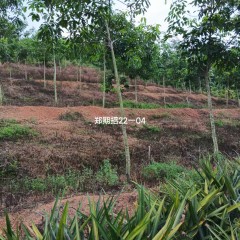 海南省直辖县澄迈县西达分公司西达农场坡敬队、茅园队230.36亩橡胶中小苗胶园林下土地出租