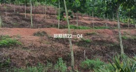 海南省直辖县澄迈县西达分公司西达农场坡敬队、茅园队230.36亩橡胶中小苗胶园林下土地出租