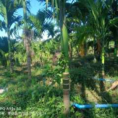 海南省直辖县西达分公司红岗片28队487.19亩槟榔园资产对外租赁