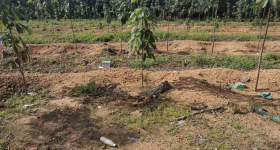 海南省直辖县白沙黎族自治县海胶邦溪分公司芙蓉田片区10队131.4亩胶园林下农业土地出租