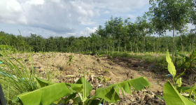 海南省直辖县白沙黎族自治县海胶邦溪分公司芙蓉田片区4队310.5亩胶园林下农业土地出租