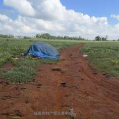 临高县皇桐镇龙波村委会美堂村群茶坡170亩土地出租