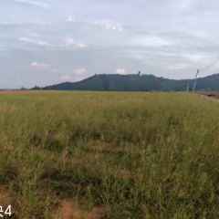 陵水黎族自治县黎安镇岭仔村委会岭仔村股份经济合作联合社地块4集体95亩耕地经营权出租