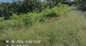 海南省直辖县琼中黎族苗族自治县海胶集团乌石分公司乌石片7队142.8亩橡胶中小苗林下土地出租