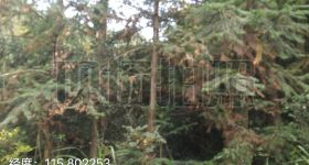 丰城市蕉坑乡柿源庙村委会林场林木