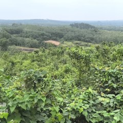 海南省直辖县定安县黄竹镇大坡村大坡二队地块8.61亩集体所有土地出租