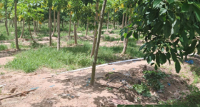 海南儋州市海胶集团八一分公司红岭10队182.6亩胶园林下土地出租