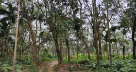 海南省直辖县万宁市海胶集团新中分公司南林片区红光队、红卫队2557.2亩土地出租