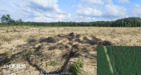 海南儋州市海胶集团八一分公司春江510队258.6亩胶园林下土地出租