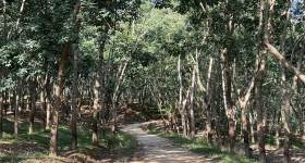 海南省直辖县乐东黎族自治县海胶集团山荣分公司乐中片区1、16队2534.41亩农业土地出租