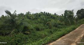 海南省直辖县乐东黎族自治县海胶集团保国分公司保国14队420亩土地出租